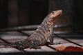 Portrait of an iguana in profile. Exotic iguana. Iguana portrait