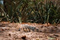 Portrait of an iguana in profile. Exotic iguana. Iguana portrait