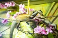 Portrait of an iguana in profile. Exotic iguana. Iguana portrait. Iguana in profile