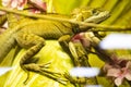 Portrait of an iguana in profile. Exotic iguana. Iguana portrait. Iguana in profile