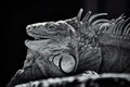 Portrait of an Iguana on a Rock