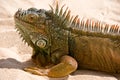 Portrait of Iguana on sand