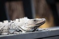 Portrait of an iguana.