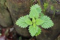 Beautiful view of Portrait small plant image Royalty Free Stock Photo