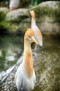 Portrait image of cattle egret (Bubulcus ibis) bird standing near the pond Royalty Free Stock Photo