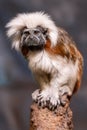 Portrait image of a cotton top tamarin (saguinus oedipus) sitting on a branch Royalty Free Stock Photo