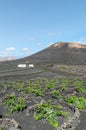 fertile volcanic vineyards of Lanzarote portrait. Royalty Free Stock Photo