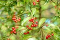 Portrait Image Plant like cherry