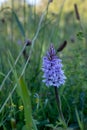 A portrait image of a purple wild marsh orchid shot in The Burren National Park, Ireland