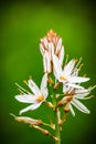 A single onion weed plant