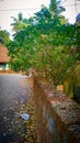 A portrait image of tree and other natura