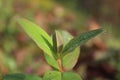 Beautiful portrait image of plant leafs with water pearls Royalty Free Stock Photo