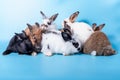 group Rabbit family Many species, fluffy hair, long ears, and cute On blue soft background Royalty Free Stock Photo