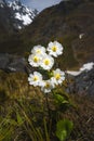 Mount Cook Lily Royalty Free Stock Photo