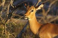 Portrait of impala