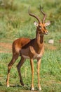 Portrait of an impala Aepyceros Melampus, Madikwe Game Reserve, South Africa.