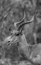 Portrait of an impala antelope, Aepyceros melampus, Botswana Royalty Free Stock Photo