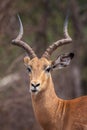 Portrait of an impala antelope, Aepyceros melampus, Botswana Royalty Free Stock Photo