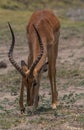 Portrait of an impala antelope, Aepyceros melampus, Botswana Royalty Free Stock Photo