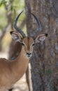 Portrait of an impala antelope, Aepyceros melampus, Botswana Royalty Free Stock Photo