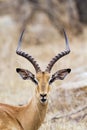 Portrait of an impala in Kruger National park Royalty Free Stock Photo