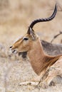 Portrait of an impala in Kruger National park Royalty Free Stock Photo