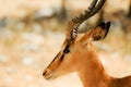 Portrait Impala