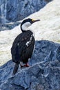 Wildlife close-up of an Imperial shag (Leucocarbo atriceps) sitting on rock