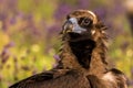 A portrait of impressive juvenile Cinereous vulture Aegypius monachus from region Castile and LeÃÂ³n in Spain. Royalty Free Stock Photo