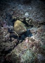 Portrait of an incredulous grouper fish peeking out of a hole in a coral reef at night Royalty Free Stock Photo