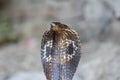 Portrait Indian cobra snake in Rishikesh, India, close up Royalty Free Stock Photo