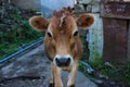 Portrait of Indian cow, calf Royalty Free Stock Photo