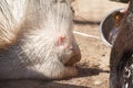 Portrait of Indian crested porcupine in captivity enjoying vegetables, porcupine holding and eating carrot, rodent with open mouth Royalty Free Stock Photo