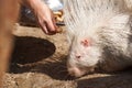 Portrait of Indian crested porcupine in captivity enjoying vegetables, porcupine holding and eating carrot, rodent with open mouth Royalty Free Stock Photo