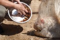 Portrait of Indian crested porcupine in captivity enjoying vegetables, porcupine holding and eating carrot, rodent with open mouth Royalty Free Stock Photo