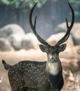 portrait of the Indian deer looking at the camera