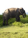 Portrait of an indian elephant eating grass Royalty Free Stock Photo