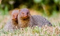 Portrait of Indian Gray Mongoose couple Royalty Free Stock Photo