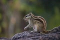 Portrait of the Indian Palm Squirrel or Rodent or also known as the chipmunk sitting on the rock Royalty Free Stock Photo