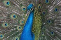 Portrait of an Indian peafowl or the blue peafowl