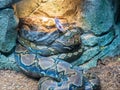 Portrait of Indian python that is yawning Royalty Free Stock Photo