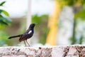 Portrait of Indian Robin perching on a wall Royalty Free Stock Photo