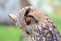 Portrait of an indian rock eagle-owl Royalty Free Stock Photo