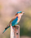 A Portrait of a Indian Roller Royalty Free Stock Photo