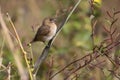 Portrait of Indian Silverbill Sitting on a Branch Looking at Camera
