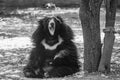 Portrait of an Indian Sloth Bear