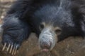 Portrait of an Indian Sloth Bear