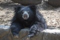 Portrait of an Indian Sloth Bear