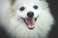 Portrait Of Indian Spitz Dog. White Pomeranian dog spitz