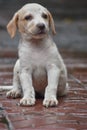 Portrait of Indian stray puppy .Homeless puppy sitting alone